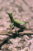 Praying mantis