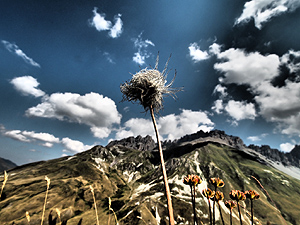 Alpine pasture