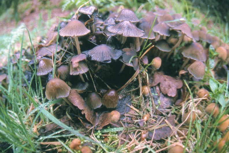 Mushrooms