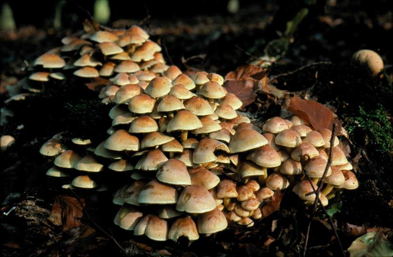 More mushrooms