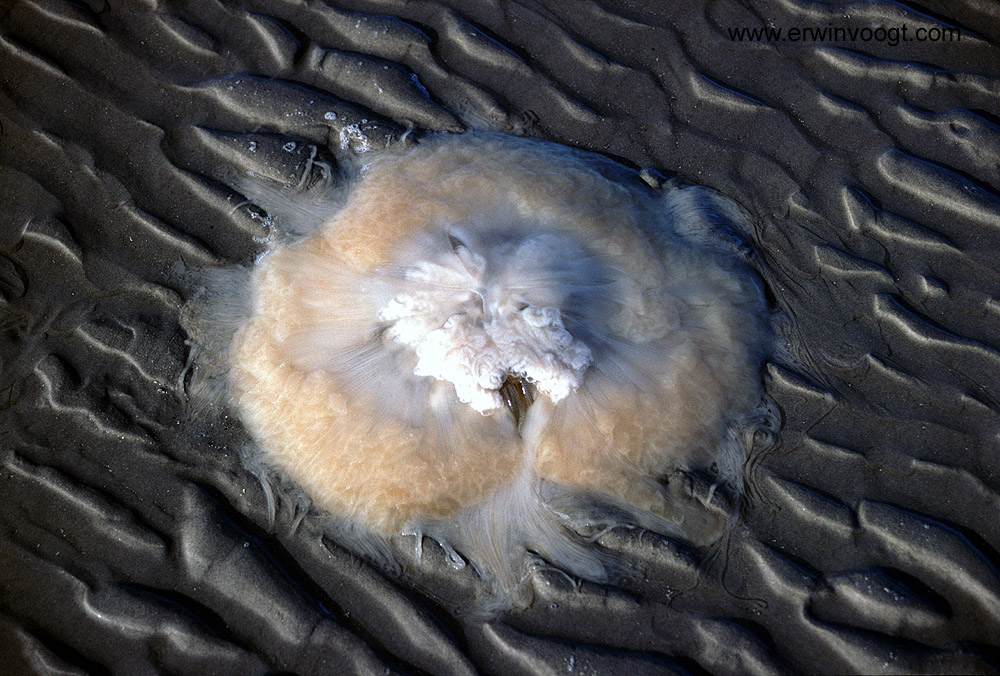 Jellyfish