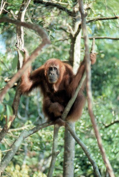 Orang Utan