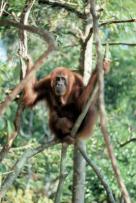 Orang Utan