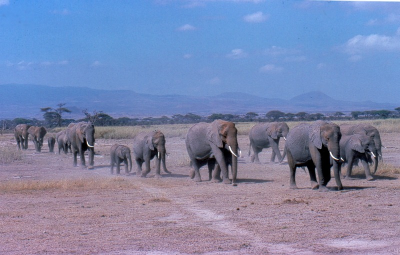 Amboseli