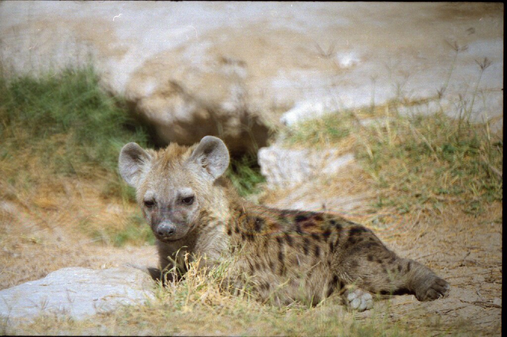 Spotted hyena