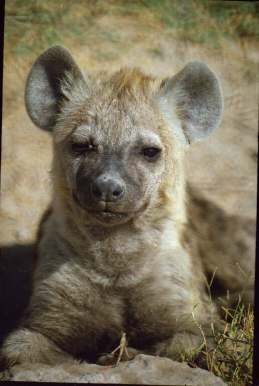 Spotted hyena
