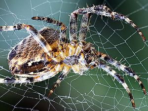 Araneus diadematus