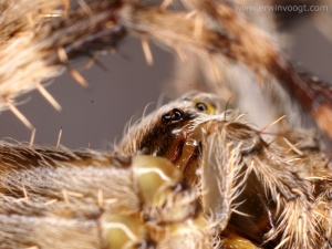 Araneus diadematus