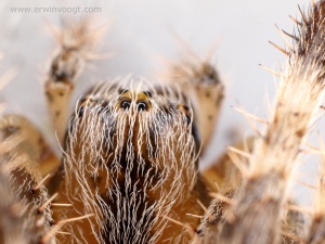 Araneus diadematus