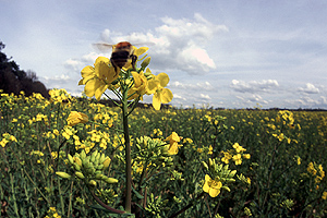 Beehaviour