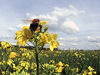 Beehaviour
