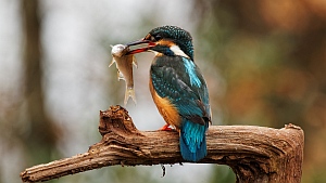Kingfisher