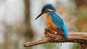 Kingfisher