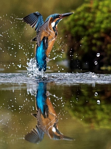 Kingfisher
