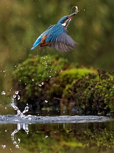 Kingfisher