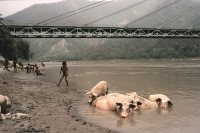 Pigs in Nepal