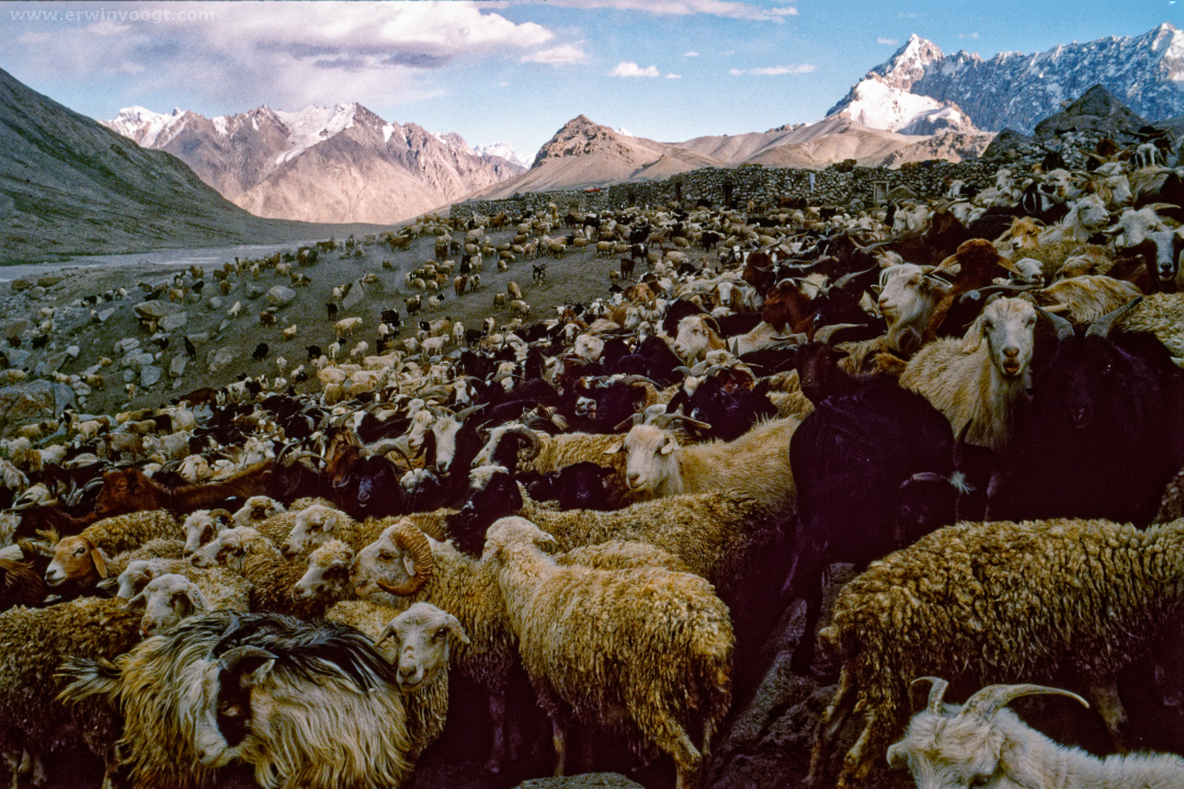 Photography by Erwin Voogt