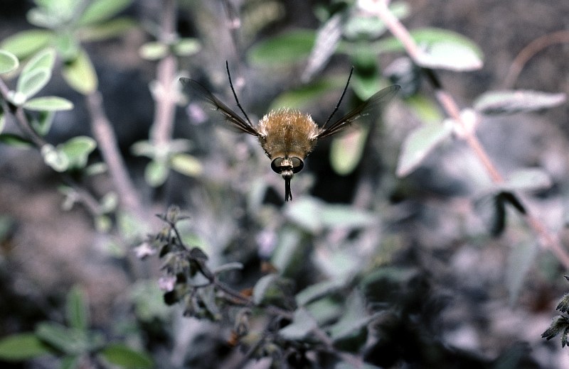 Humming bee