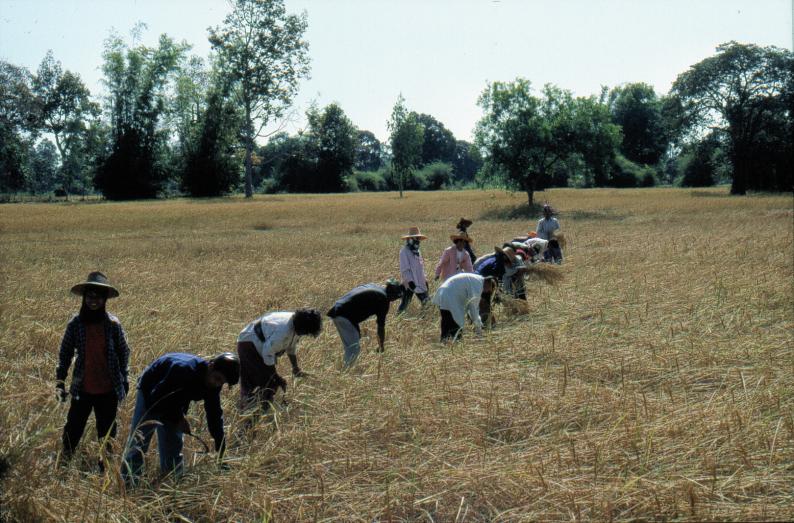Harvest